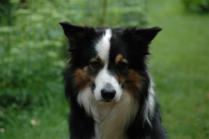 Border collie Darwin billede 7