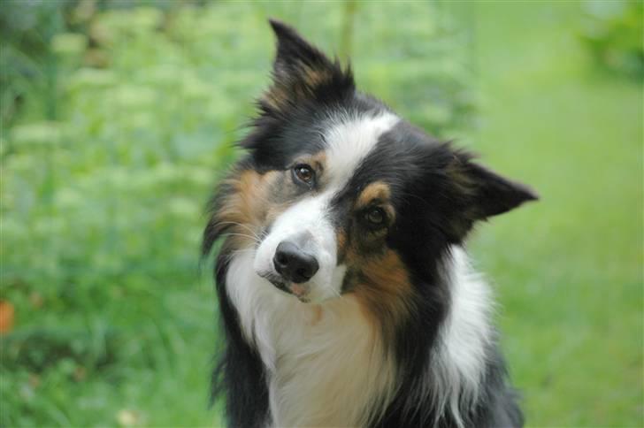 Border collie Darwin billede 8