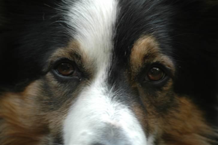 Border collie Darwin billede 9