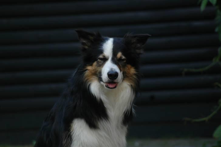 Border collie Darwin billede 10