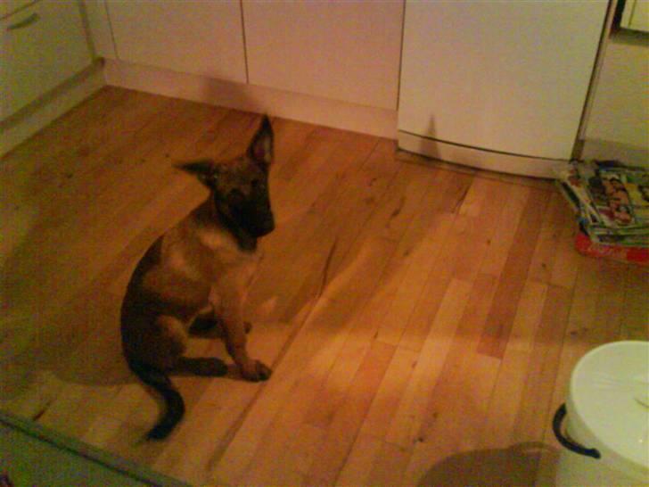 Malinois Tulle R.I.P - se mig nu mor. Jeg vil så gerne have den godbid :p billede 9