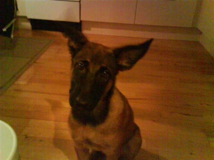 Malinois Tulle R.I.P - mor giv mig noget mad :p billede 10