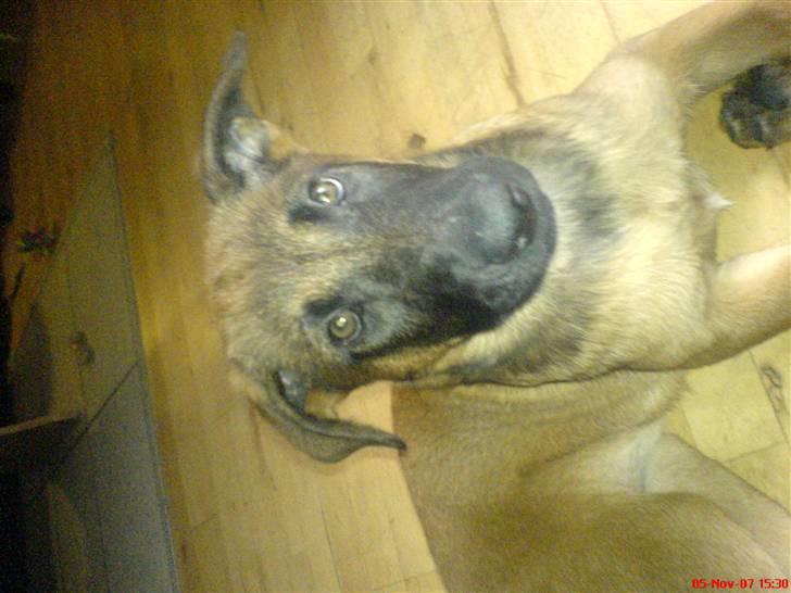 Malinois Tulle R.I.P - Hejsa ska vi lege? :P billede 11
