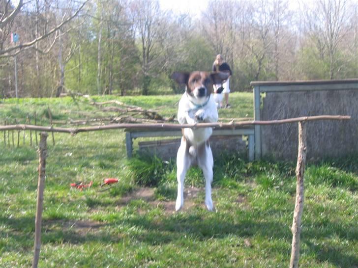 Jack russell terrier Tjalfe <3 - HOP.. billede 16