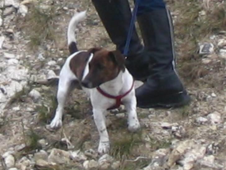 Jack russell terrier Tjalfe <3 - Han er go´ billede 17