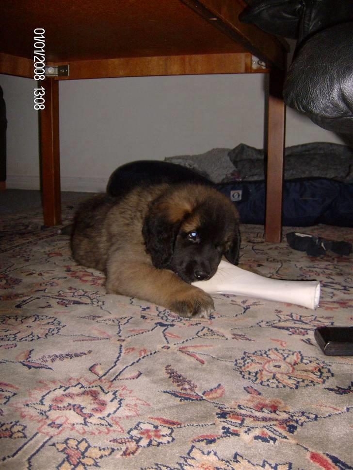 Leonberger Star of Regulus Red Skin - Skønne lille Amos lige kommet hjem billede 1