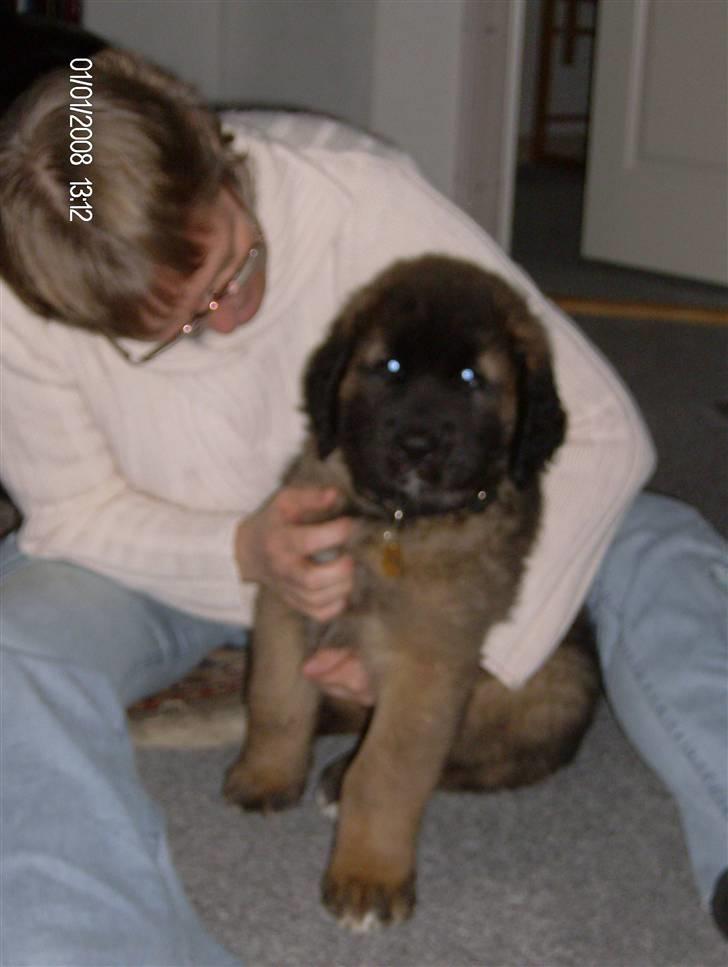 Leonberger Star of Regulus Red Skin - Min mor og Amos billede 2
