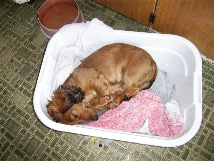 Gravhund Gizmo - Tager mig lige en lille lur i vasketøjet (: billede 1