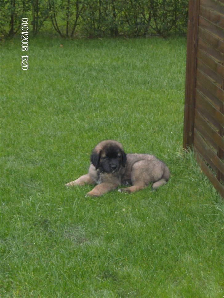 Leonberger Star of Regulus Red Skin - Dejlige Amos billede 3