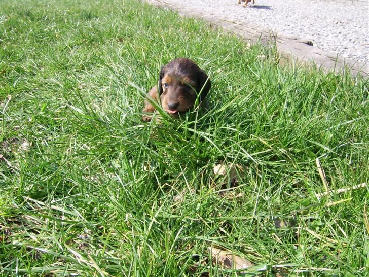 Gravhund Gizmo - Iiih hvor er verden dog stor ! billede 2