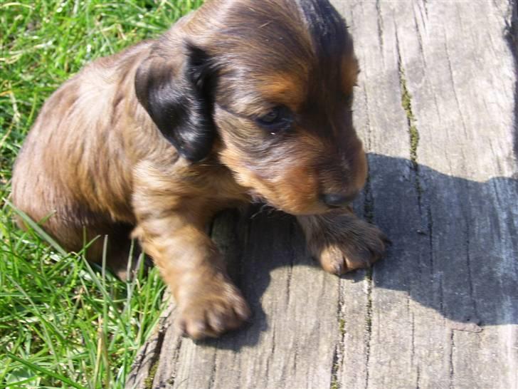 Gravhund Gizmo - Da jeg var helt lille baby og skulle ud for første gang. billede 3