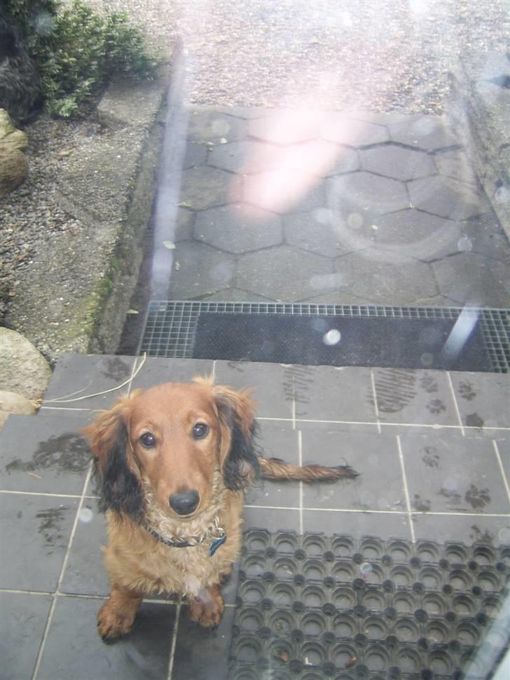 Gravhund Gizmo - Luk mig dog ind istedet ? billede 4