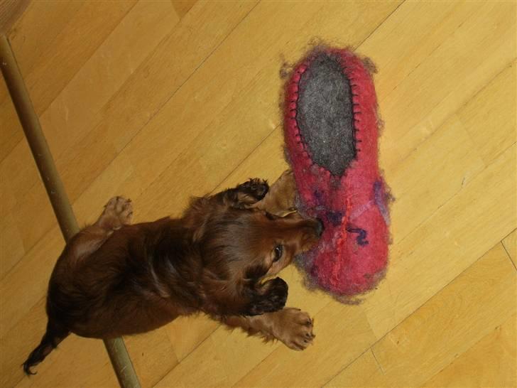 Gravhund Gizmo - Intet bedre end et par hjemmesko billede 5