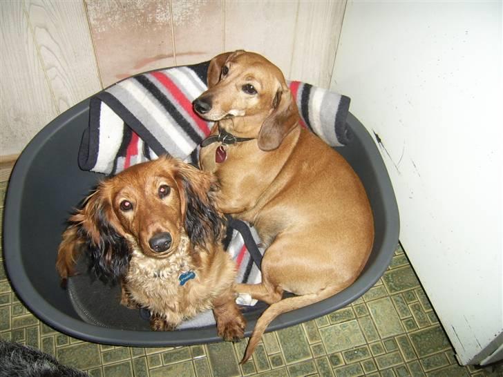 Gravhund Gizmo - Min mor og jeg (:  billede 7