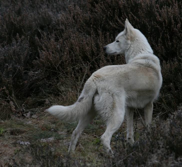 Siberian husky Vega billede 14
