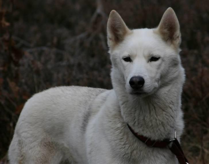 Siberian husky Vega billede 15