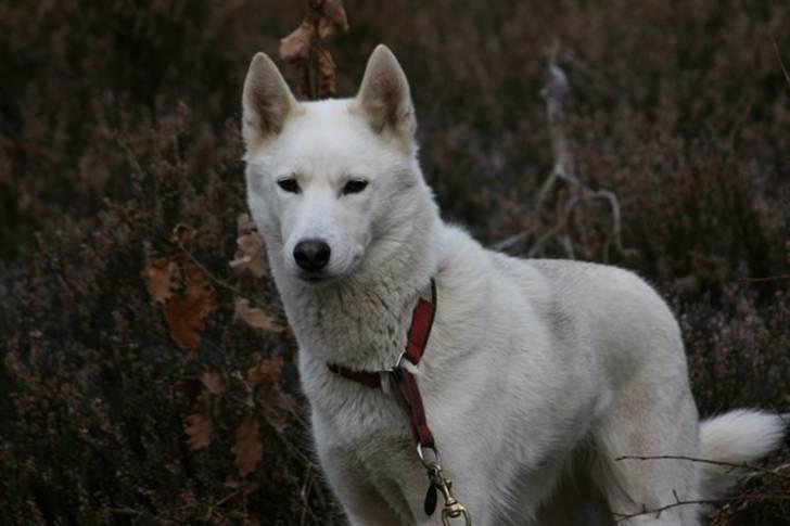 Siberian husky Vega billede 16