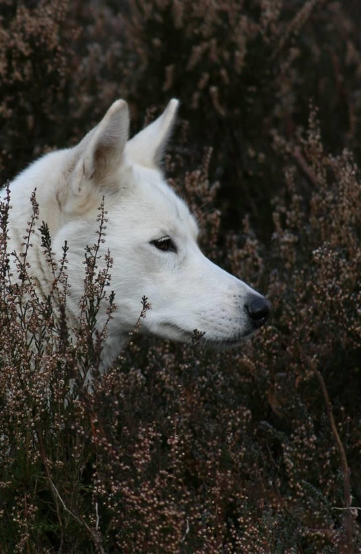 Siberian husky Vega billede 17