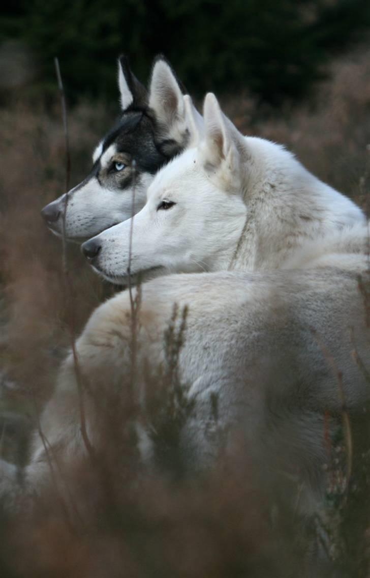 Siberian husky Vega billede 18