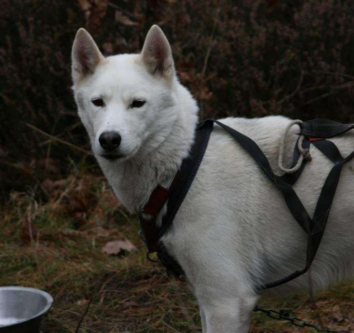 Siberian husky Vega billede 19