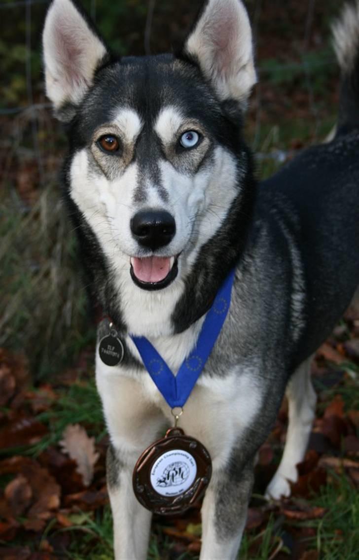 Siberian husky Caia - Caia med vores bronze-medalje!! billede 15