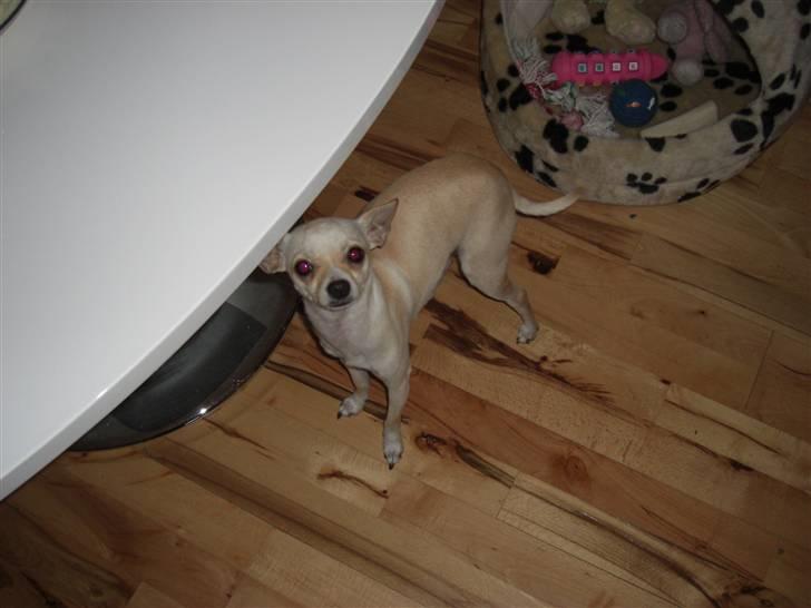 Chihuahua Mischa billede 17