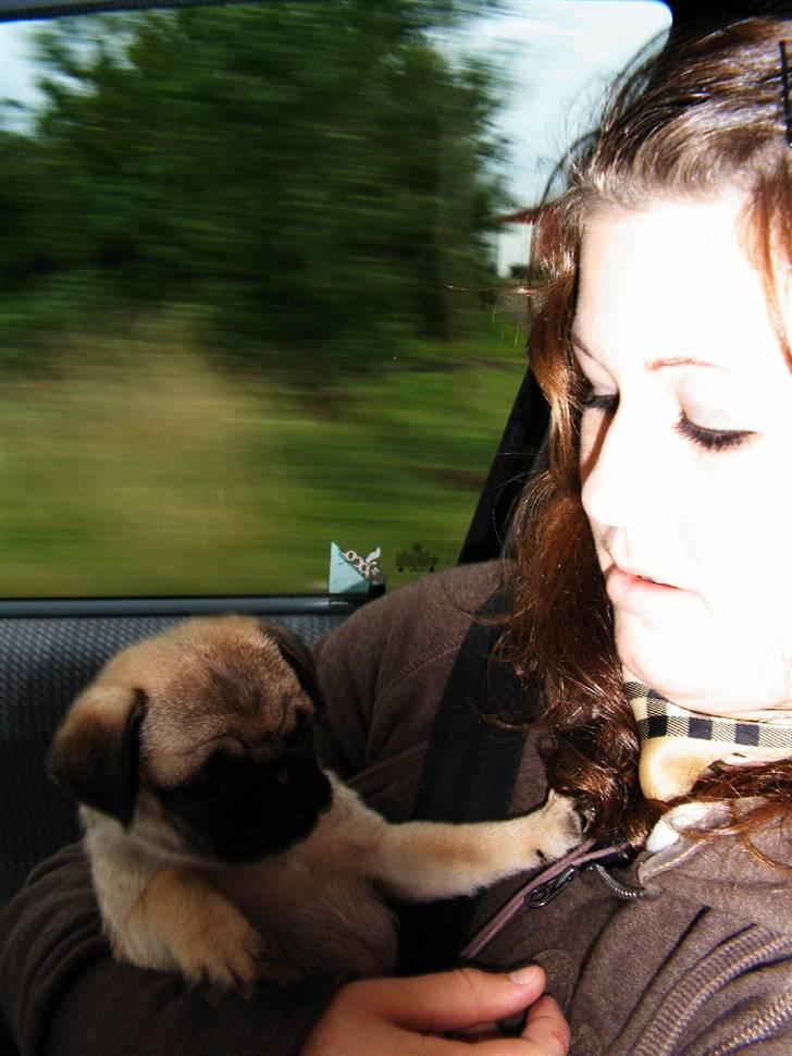 Mops Viktoria - Lige adskilt fra søskende , billede 10