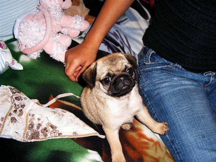 Mops Viktoria - Jeg må altid komme i Nannas seng.  billede 11