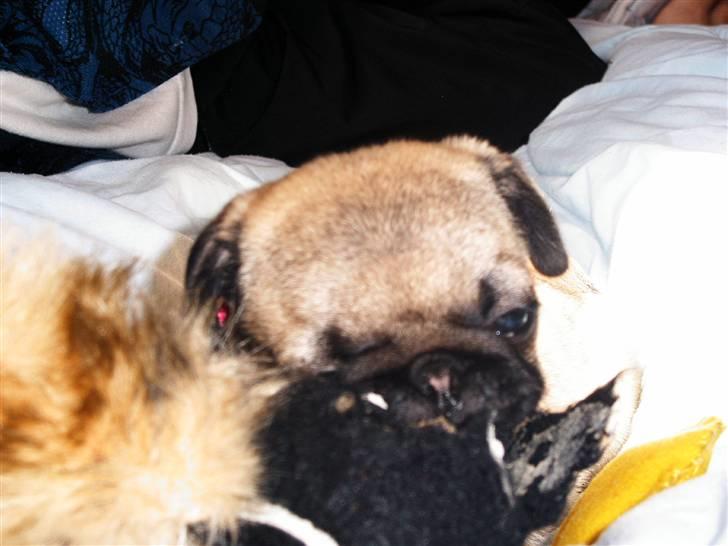 Mops Viktoria - Man blir altså helt træt af at gnaske i en bold.  billede 12