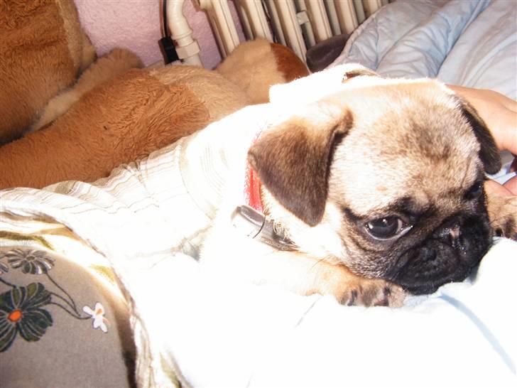 Mops Viktoria - Jeg er godt forkælet af Katrine billede 13