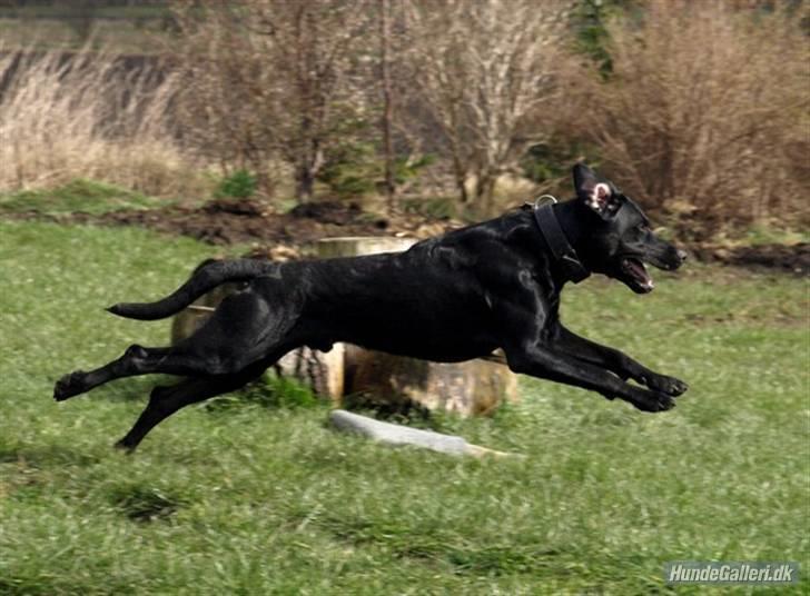 Blanding af racer Charlie 10/2-06 - 1/12-09 - Min smukke Charlie billede 5