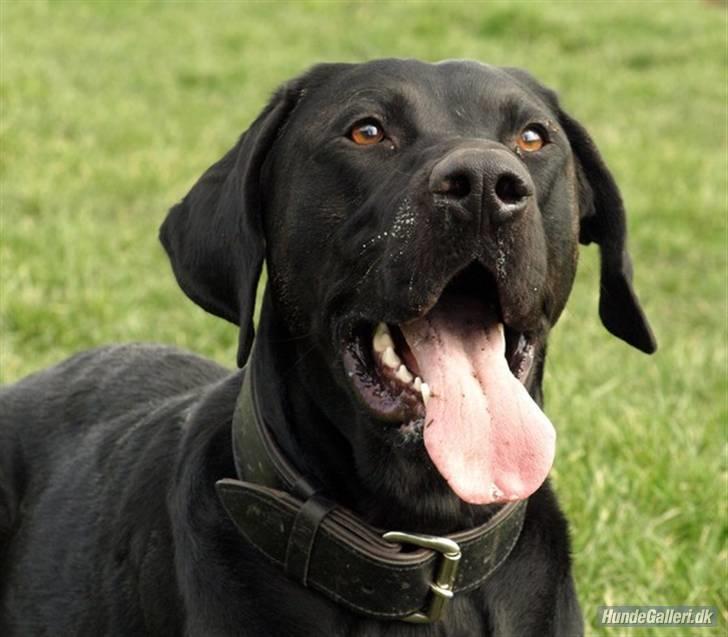 Blanding af racer Charlie 10/2-06 - 1/12-09 billede 6