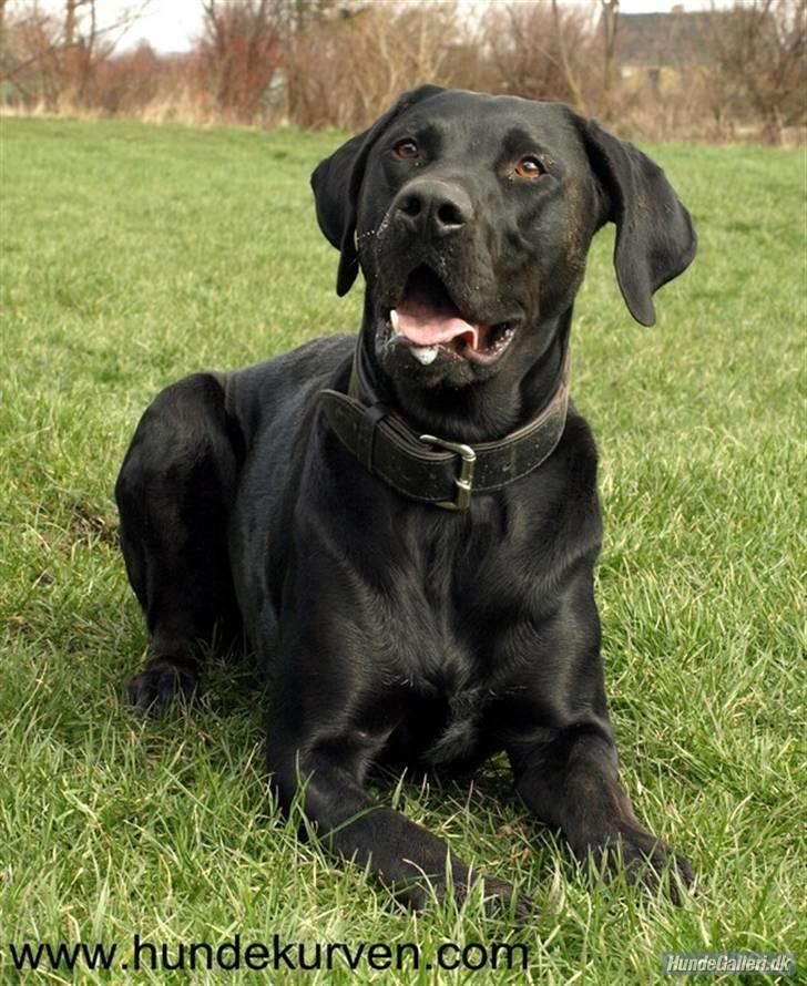 Blanding af racer Charlie 10/2-06 - 1/12-09 - Så fin han er :) billede 7