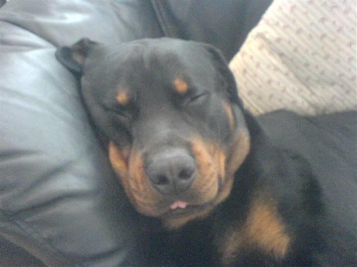 Rottweiler Odin - han ligger og sover, er han ikke dejlig billede 1