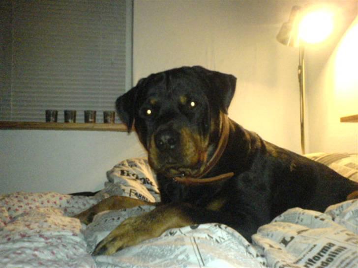 Rottweiler Odin - ;) billede 2