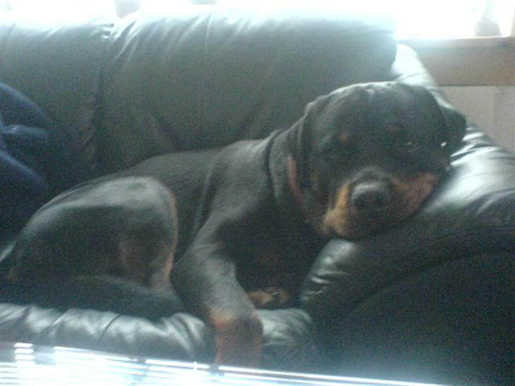 Rottweiler Odin billede 3