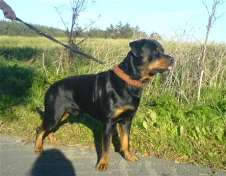 Rottweiler Odin billede 4