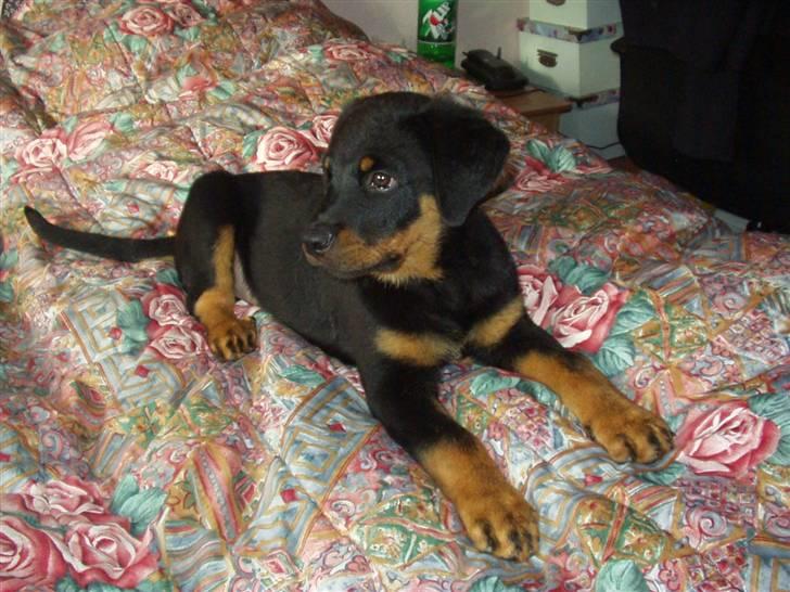 Rottweiler Odin - da han var lille!  billede 5