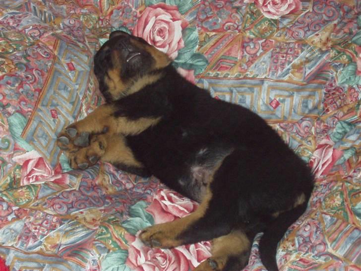 Rottweiler Odin billede 6