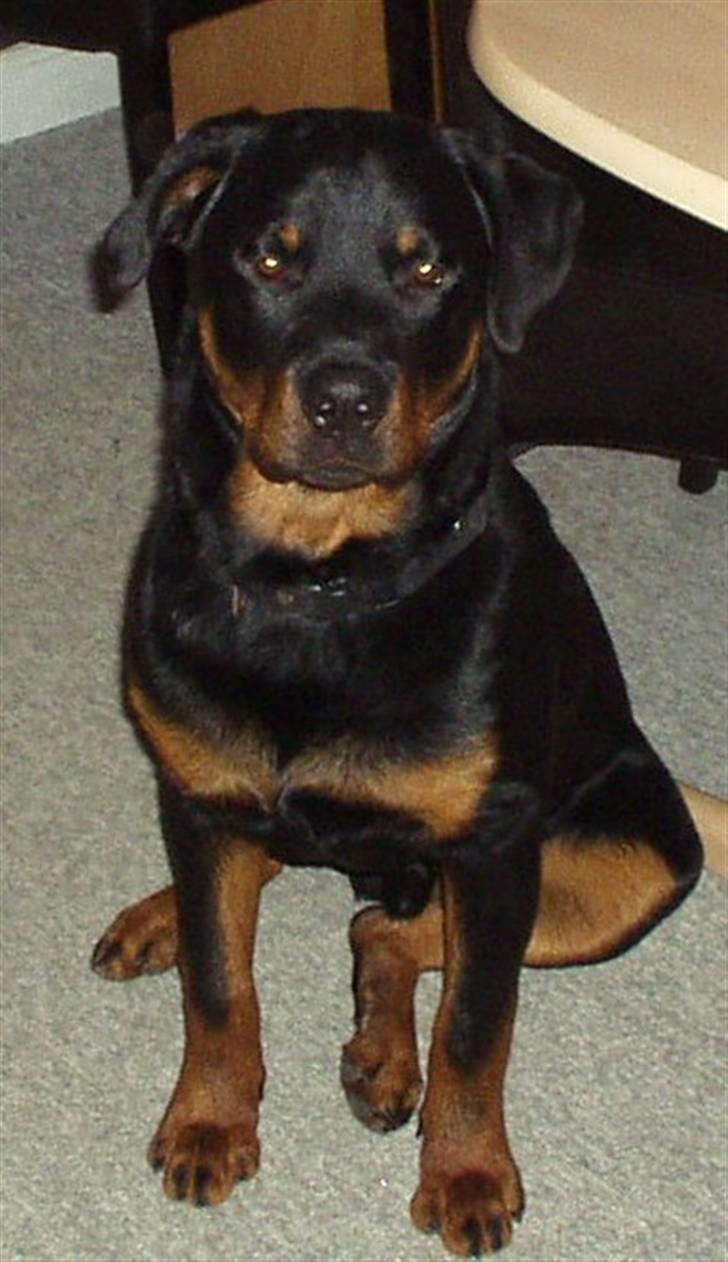 Rottweiler Odin billede 7