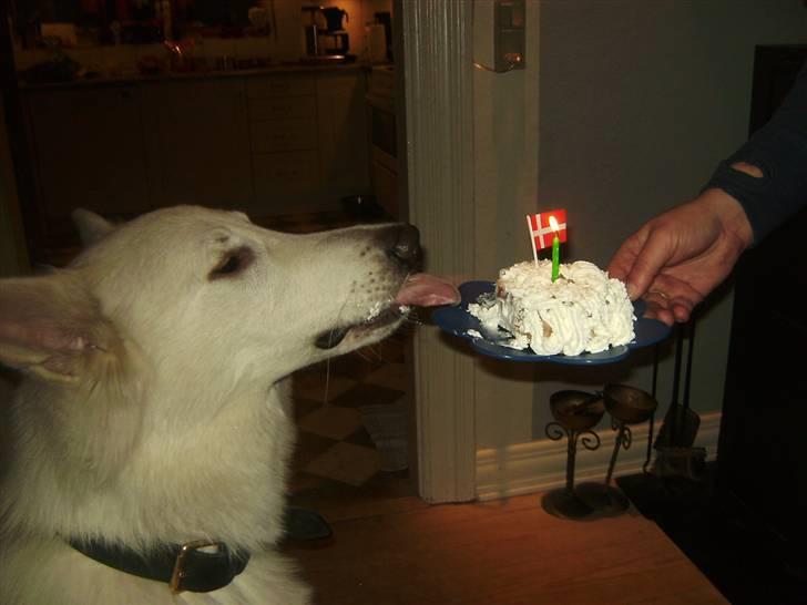 Hvid schæfer Echo Alba - hip hip hurra.. jeg har fødselsdag i dag - DET ER FEDT AT BLIVE ET!!! billede 12