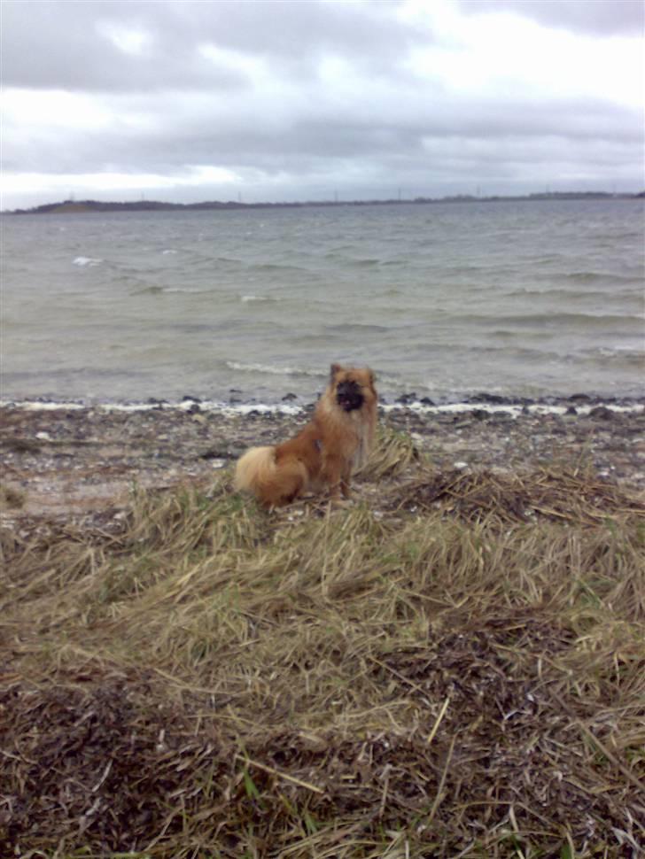 Blanding af racer Gizmo - nyder udsigten :D billede 18