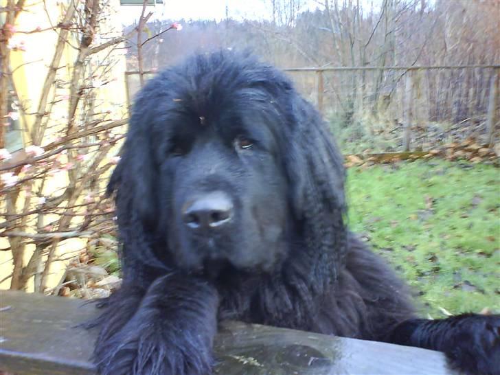 Newfoundlænder Ronja <'3 - nysgerrig ? xD .. billede 10