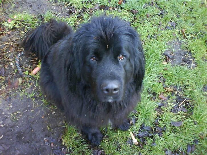 Newfoundlænder Ronja <'3 - <3 billede 11