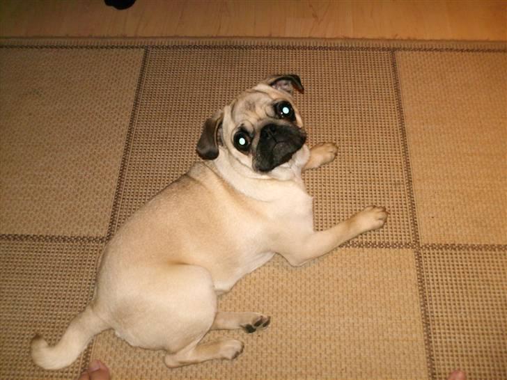 Mops Ingeborg - ingeborg, så fin hun er :) billede 4