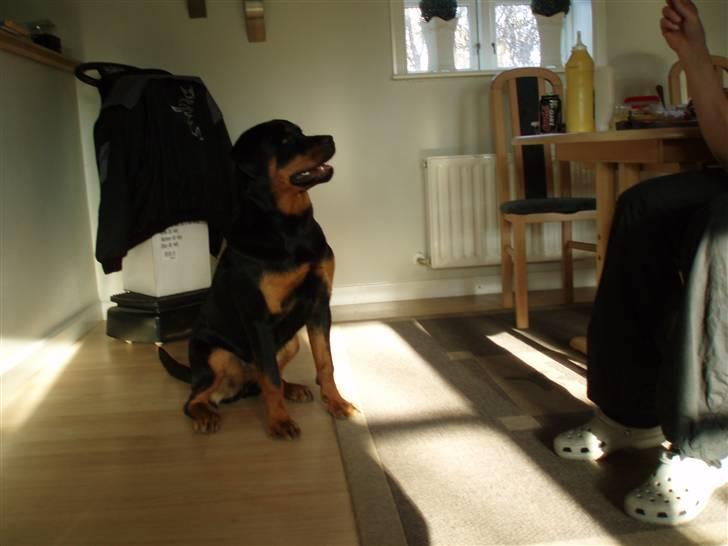 Rottweiler Sostack´s Frida billede 15