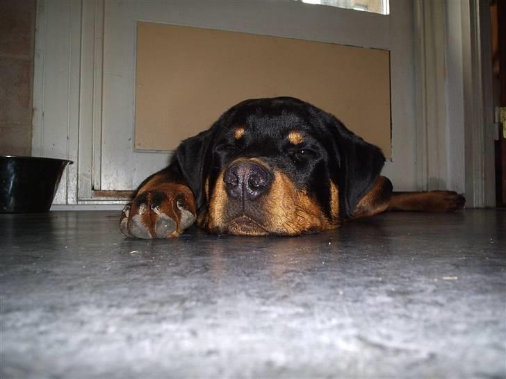 Rottweiler Odin billede 9