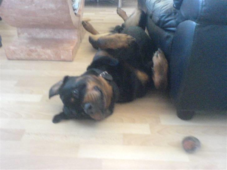 Rottweiler Odin billede 10