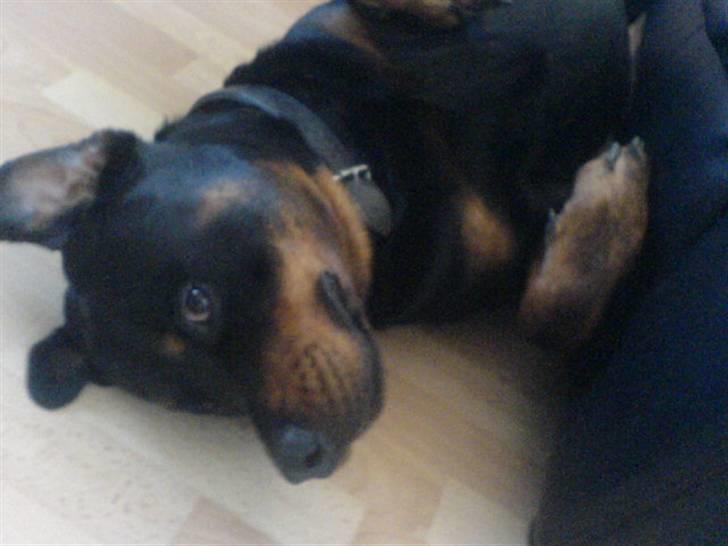 Rottweiler Odin billede 11