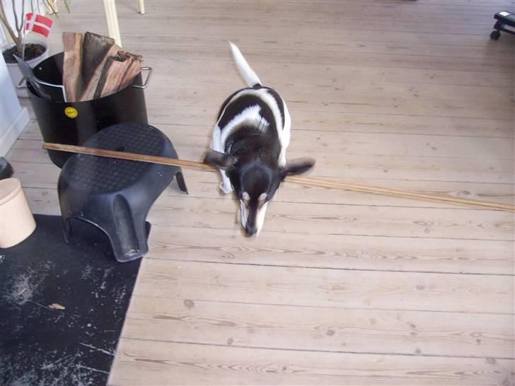 Glathåret foxterrier Mille - spring!!:D billede 11